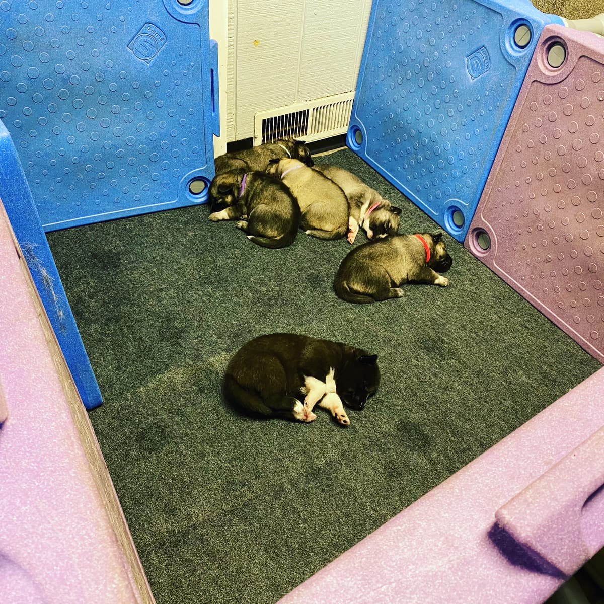Puppy Training