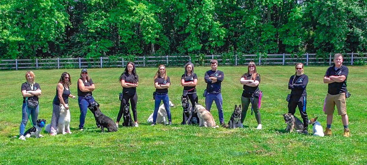 The 3 D's of Dog Training